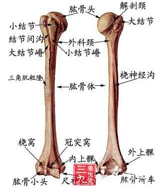 左桡骨远端colles骨折;左尺骨茎突撕脱性骨折-