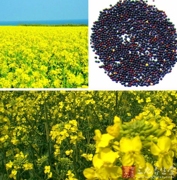 油菜籽的出油率是百分之38,500千克油菜籽榨