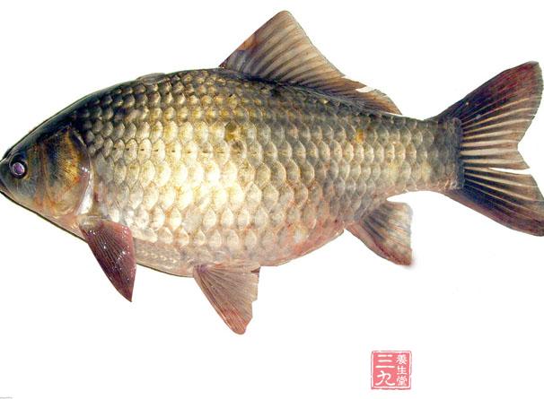 河鲫,鲋鱼,喜头,鲫瓜子,喜头鱼,海附鱼,童子鲫,鲭.