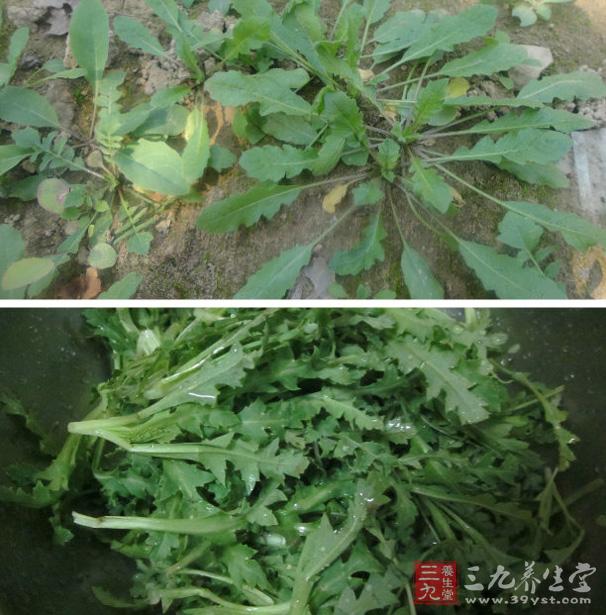 荠菜是什么 荠菜的营养价值.jpg