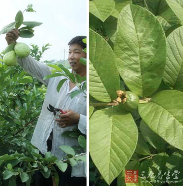 番石榴根煎剂对小鼠抗生育、抗着床、抗早孕和中期引产都有明显的效果;给药途径以腹腔注射效果为好。