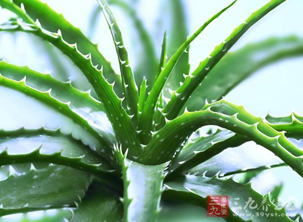 蘆薈屬(學名：Aloe)通稱蘆薈，原產(chǎn)于地中海、非洲，為獨尾草科多年生草本植物，據(jù)考證的野生蘆薈品種300多種，主要分布于非洲等地。這種植物頗受大眾喜愛，主要因其易于栽種，為花葉兼?zhèn)涞挠^賞植物。