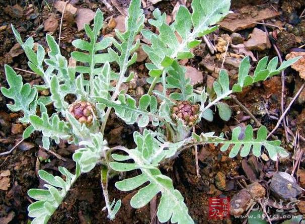 漏芦为菊科植物祁州漏芦Rhaponticum uni-florum(L.) DC.或禹州漏芦Echinps latifolius Tausch.的根。