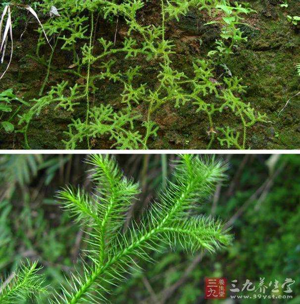 伸筋草可治疗痛风和高尿酸血症,作为引经药,与红藤,秦皮等同用