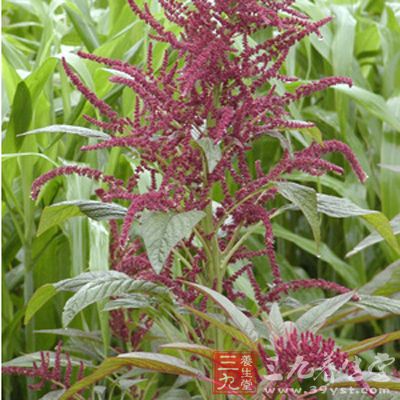 活血药 活血化瘀的好帮手_活血药_中药图典