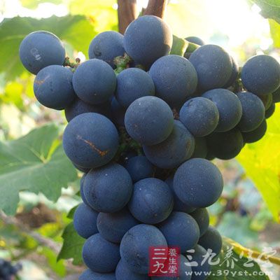 把尚未成熟的青葡萄放入乙烯利稀释溶液中浸湿，过一两天青葡萄就变成了紫葡萄。这种葡萄颜色不均，含糖量少，汁少味淡，长期食用对人体有害。