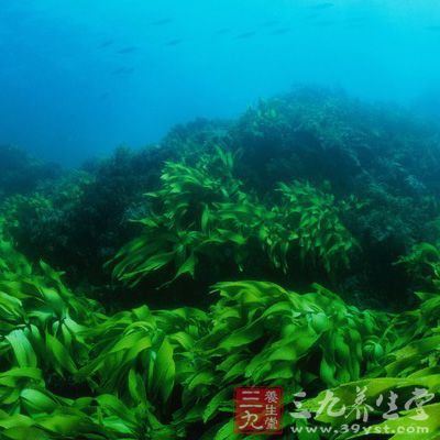 海藻其实同样也具有补血的功效，只是由于在海藻中含有丰富的蛋白质