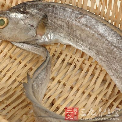 　經(jīng)常食用帶魚，具有補益五臟的功效。