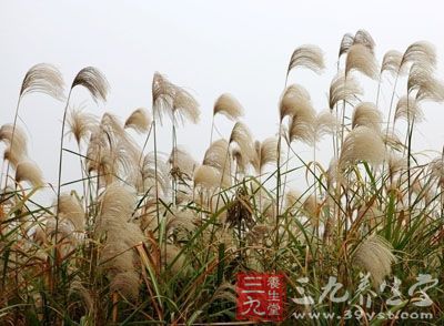 芦苇的生命力比较的强，并不需要任何人去打理或者去照顾它，它可以抵御大自然带来的危害。它的用途也很多，那它有哪些用途呢?