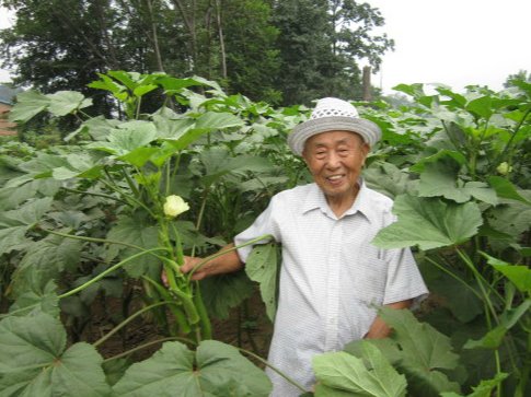 健康美味黄秋葵