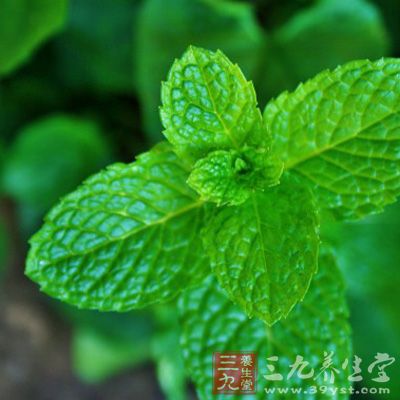 mint-leaves-1397346131HTn48