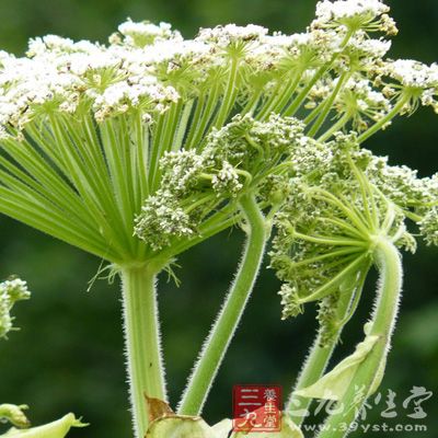 白芷是中医常用药，它具有散风除湿、通窍止痛的功效，常与其他香料配伍制成香焚烧，适合有感冒头痛、鼻塞的人群，另外还可以治疗疮疡、美白皮肤