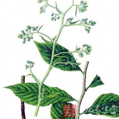 为禾本科多年生草本植物茅香的全草。其性温味辛、甘，能疏风祛寒，温中止痛，止泻驱蛔。所含挥发油对草兰氏阳性菌、阴性菌及真菌等均有抑制或杀灭作用。茅香煎剂则有消肿和降血压的功效