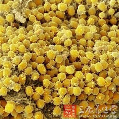这张图片表明了牙齿上附着着大量的yellow-coloured细菌，或者也有可能在牙龈。