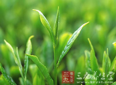 新茶并非越新越好，喝法不当易伤肠胃