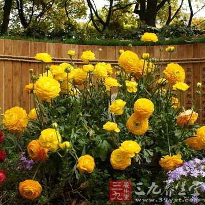 可用菊花、枸杞、决明子等泡茶饮