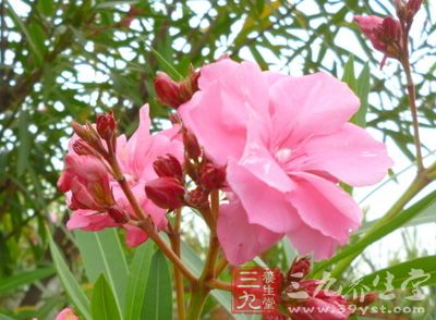 夹竹桃中毒急救