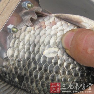 鱼鳞中含有丰富的胆碱、蛋白质、不饱和脂肪酸、卵磷脂及钙、硫等矿物质