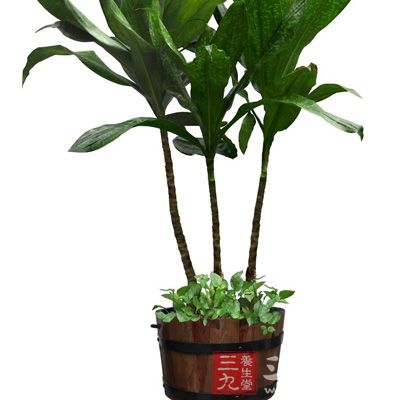 生活小常识 14种生活中常见植物有奇效(3)