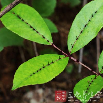 　煎服，5~10g。外用适量，研末调敷或煎水洗患处。