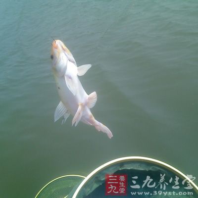 轉(zhuǎn)腕式是拉餌釣小魚的一種揚竿方式