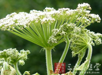 白芷味香色白，为古老的美容中药之一，市场上以其为原料的化妆品和美容品层出不穷