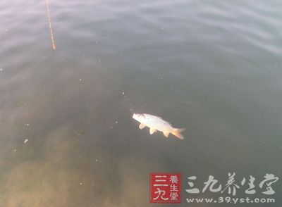 都說“釣魚不釣草，等于瞎胡跑”，從個人冬釣經(jīng)歷來看，冬天釣水草邊及草洞