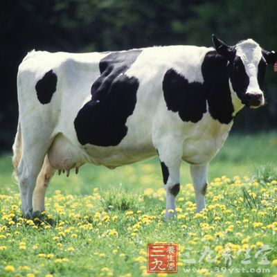 国内乳业面临倒退危机 国产种牛牛不起来了