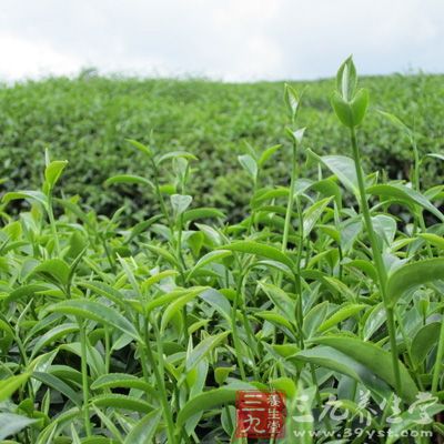 茶葉所含鞣酸能殺滅多種細(xì)菌，故能防治口腔炎、咽喉炎，以及夏季易發(fā)生的腸炎、痢疾等