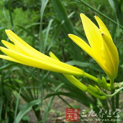 黄花菜营养丰富，味道鲜美，含有蛋白质、磷、铁、维生素A、维生素C，可消肿、利尿、解热、止痛、补血、健脑