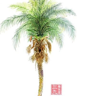 比前两种植物得分略低的是夏威夷椰子，也是不错的“净化植物”之一，