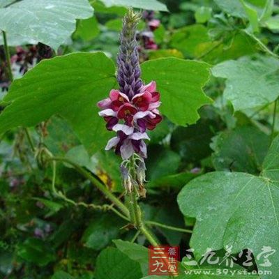 葛根内含12%的黄酮类化合物,如葛根素、大豆黄酮苷、花生素等营养成分,还有蛋白质、氨基酸、糖、和人体必需的铁、钙、铜、硒等矿物质,是老少皆宜的名贵滋补品,有“千年人参”之美誉。 葛根内含12%的黄酮类化合物,如葛根素、大豆黄酮苷、花生素等营养成分,还有蛋白质、氨基酸、糖、和人体必需的铁、钙、铜、硒等矿物质,是老少皆宜的名贵滋补品,有“千年人参”之美誉。
