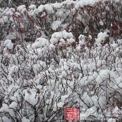 “大雪”表明這時(shí)降雪開(kāi)始大起來(lái)了