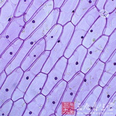 也稱為生物免疫細胞療法中的細胞治療方法，是目前國際公認的具應用前景的治肝技術。