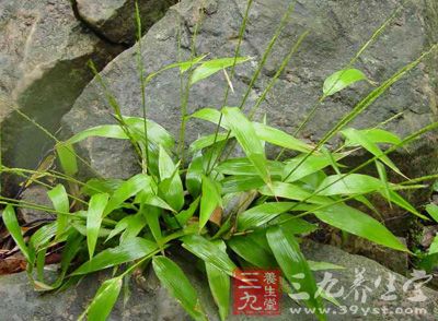 淡竹叶植物形态