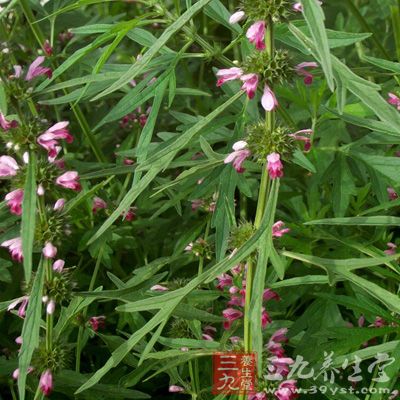 中药可予柴胡、枳实、丹参、茯苓、车前子、泽泻、益母草、莪术、鳖甲、焦三仙等，疏肝理气，活血利水，消食和胃。