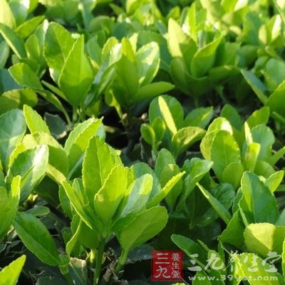 四季青_中药百科