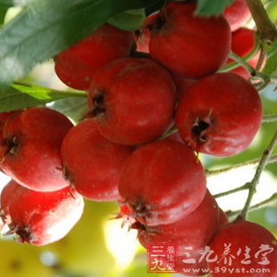 把馬齒莧洗凈，茶葉、山楂漂去灰。雞內(nèi)金焙干碾細(xì)后，同放入沙鍋煎煮約15分鐘，加入白糖即可