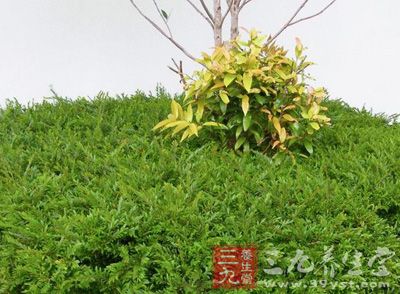 伤暑发热,目赤肿痛,小儿疳积,夜盲;外治毒蛇咬伤,指头蛇疮,皮肤飞蛇卵