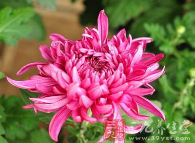 菊花的臨床應(yīng)用