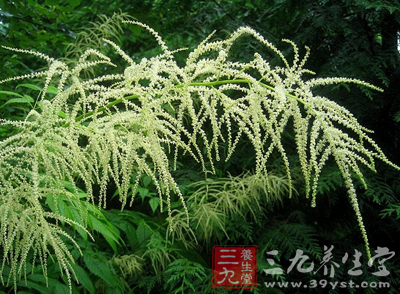 升麻的功效与作用_解表药_中药图典