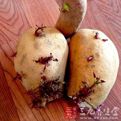 土豆是最容易发芽的蔬菜