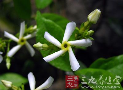 络石藤的功效与作用