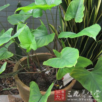 千年健_中药百科_养生百科_三九养生堂