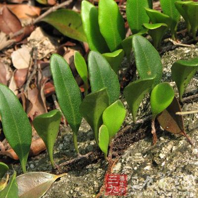 石苇的药理作用与应用_利水渗湿药_中药图典