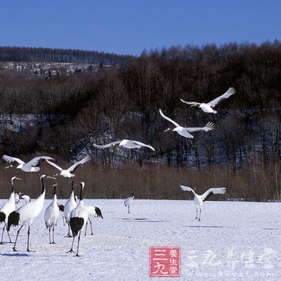 北海道的居民都不喜欢荷花，因为他们认为荷花是在祭祀的时候使用的