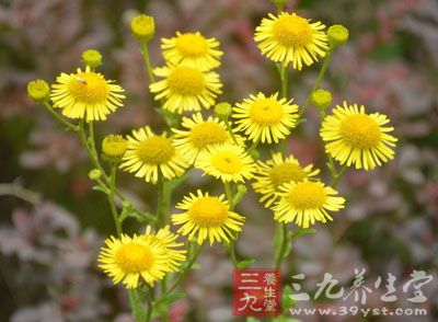 菊科草本植物旋覆花或欧亚旋覆花的头状花序