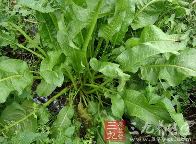 羊蹄根的药理作用与应用_止血药_中药图典