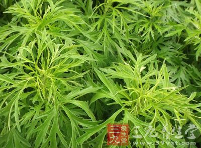 鲜益母草:幼苗期无茎,基生叶圆心形