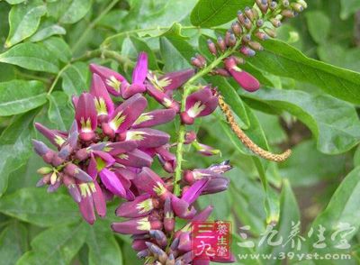 鸡血藤_中药百科_养生百科_三九养生堂